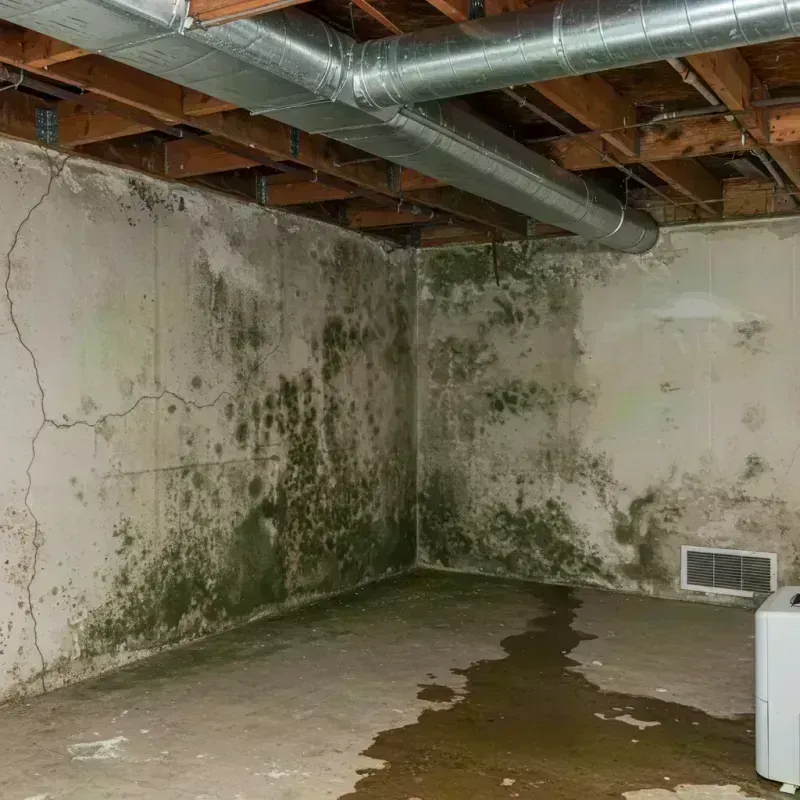 Professional Mold Removal in Manchester, KY